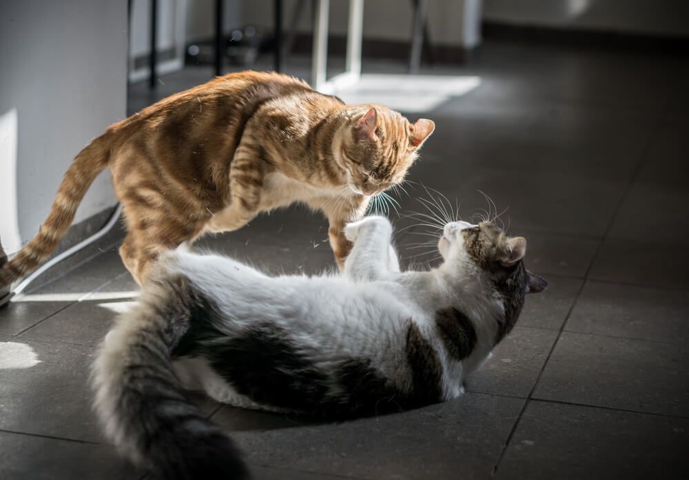 7 Tips To How To Get Cats To Get Along Together